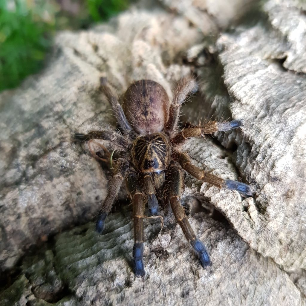 Idiothele Mira Female Fatbob S Exotics