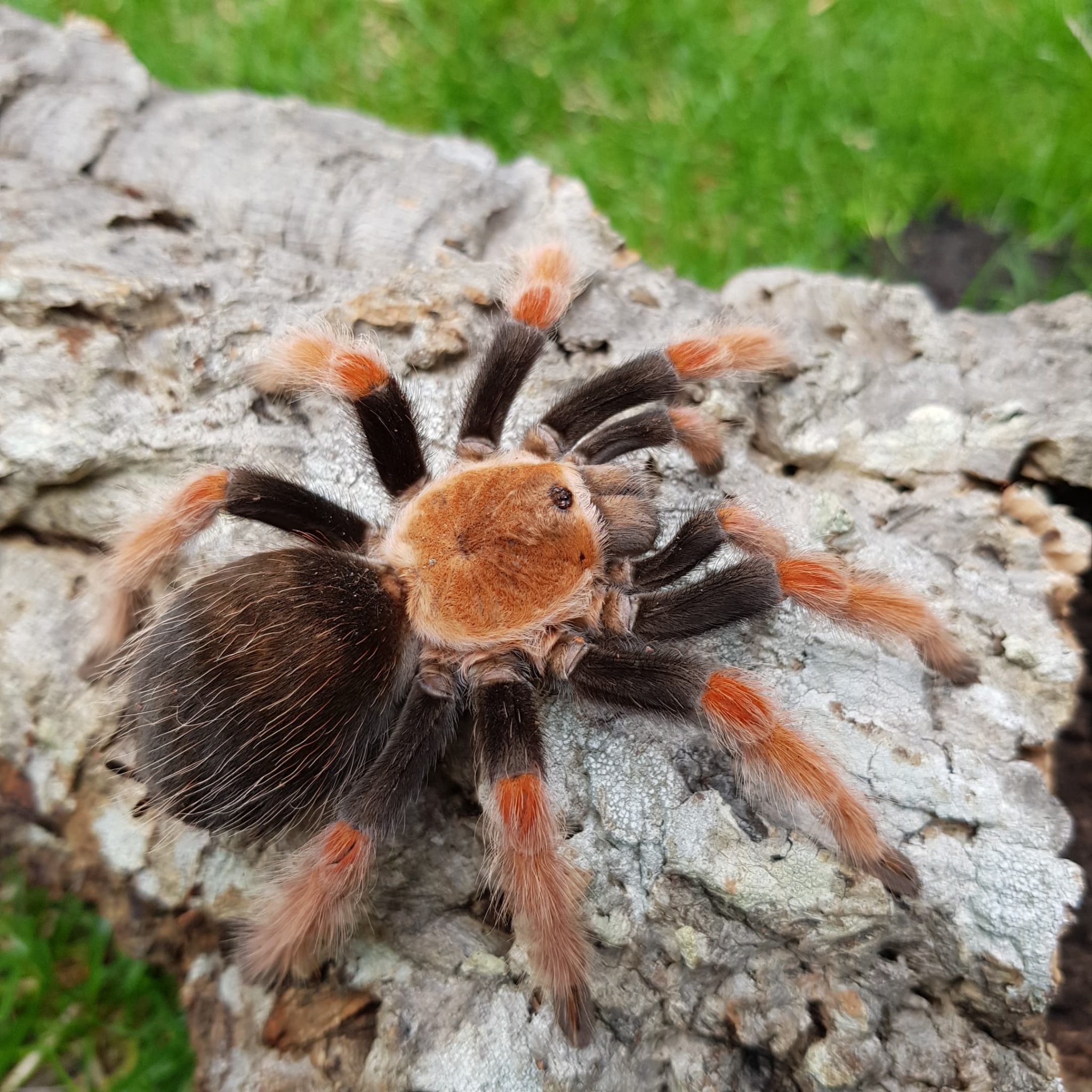 ♀️ Brachypelma Boehmei female adult *29-04-2024 molted – Fatbob's Exotics