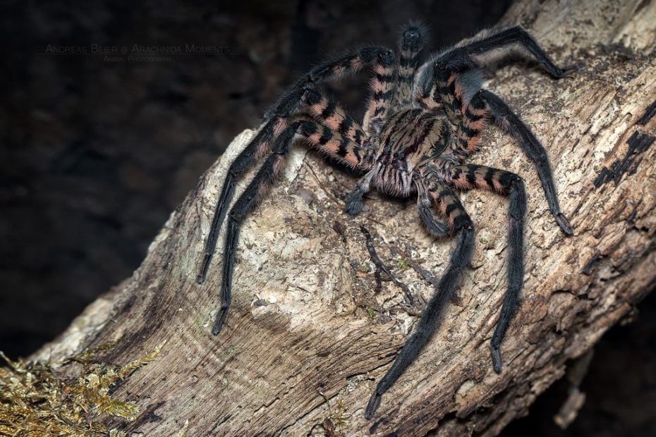 🕷 Cupiennius Salei 3rd-4th molt – Fatbob's Exotics