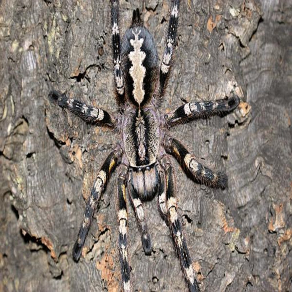 ♂️ Poecilotheria Fasciata male – Fatbob's Exotics