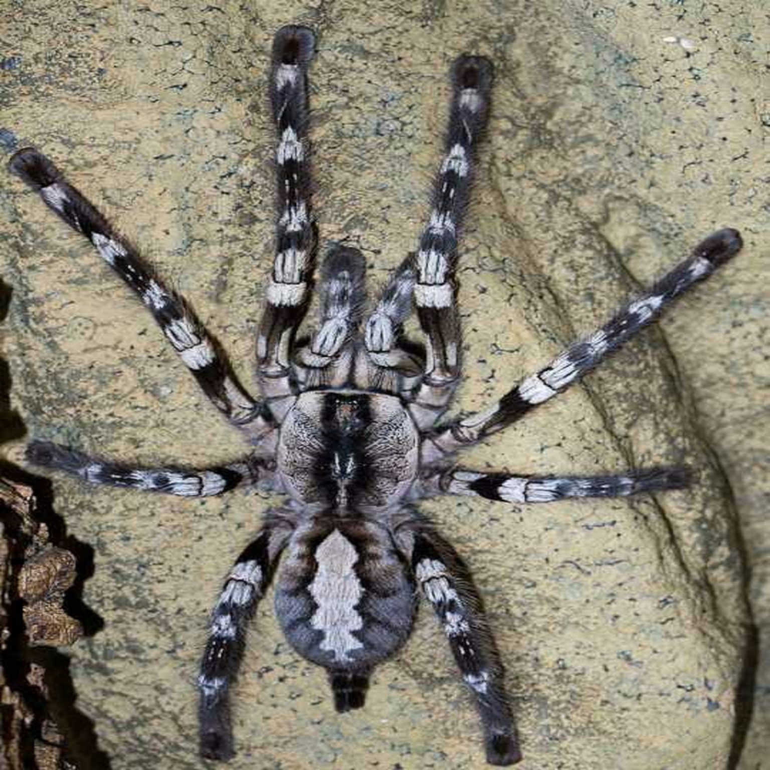 🕷 Poecilotheria Regalis 1st molt – Fatbob’s Exotics