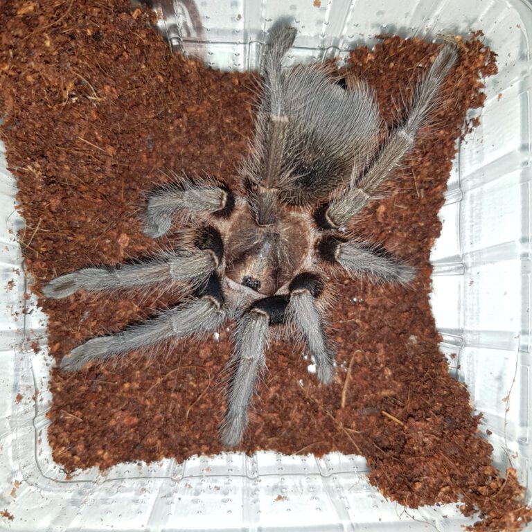 ♀️ Phormictopus sp.green adult female – Fatbob's Exotics