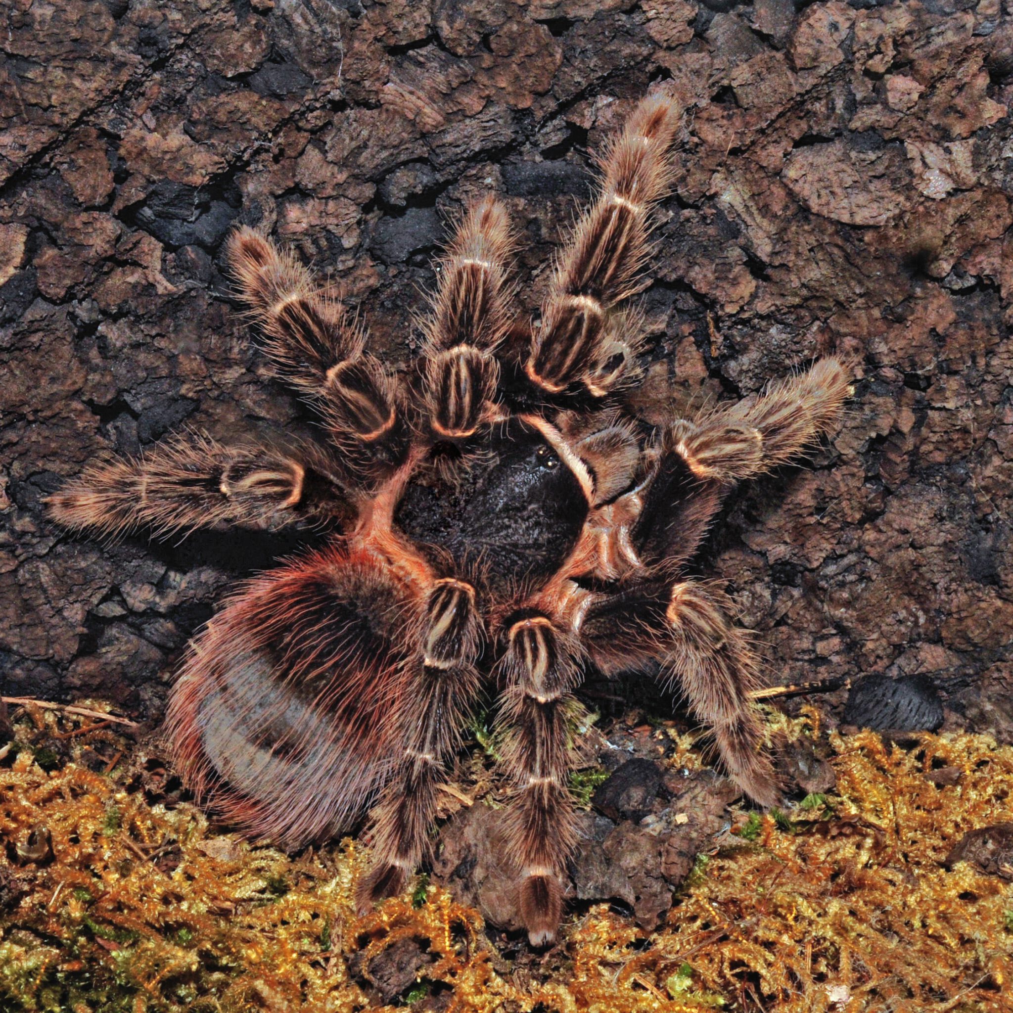 lasiodora-klugi-1-1-5-cm-body-fatbob-s-exotics
