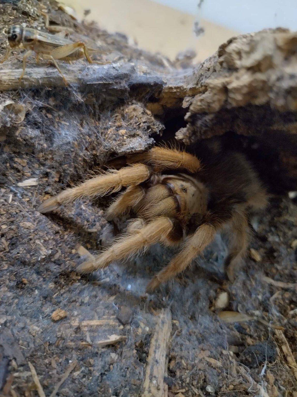 🕷 Aphonopelma chalcodes new river blond 1st molt Fatbob's Exotics